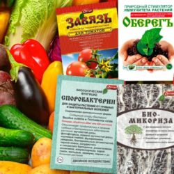 Секреты органической подкормки огурцов во время плодоношения для хрустящего и обильного урожая