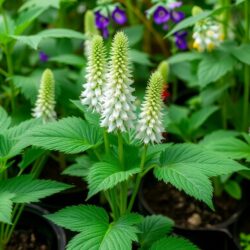 База Семяныча: никакого слива, только честная работа и максимальная защита