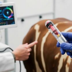 Инструменты для анализа эффективности работы службы искусственного осеменения и воспроизводства: практический обзор и рекомендации