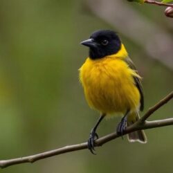 Canary release стратегия: как плавно и безопасно вводить изменения в продакшен